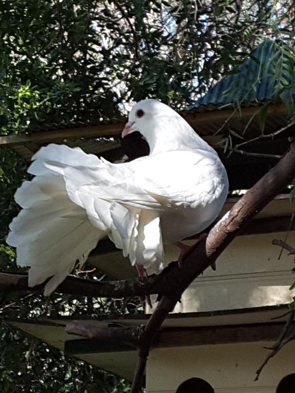The Dove Cote Bed & Breakfast Tanunda Dış mekan fotoğraf