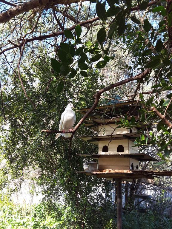 The Dove Cote Bed & Breakfast Tanunda Dış mekan fotoğraf