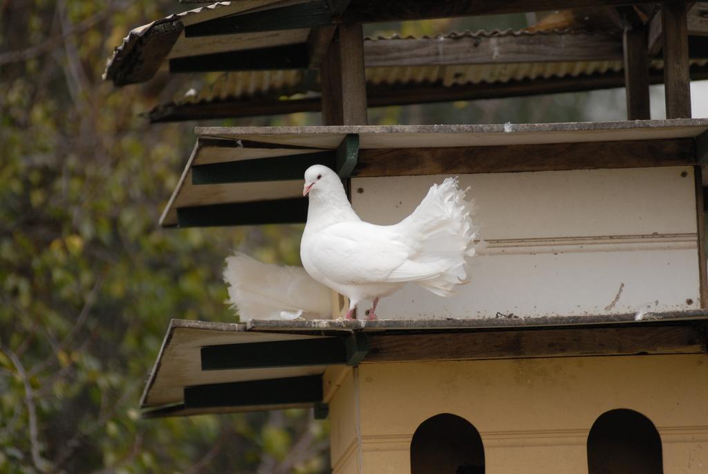 The Dove Cote Bed & Breakfast Tanunda Dış mekan fotoğraf