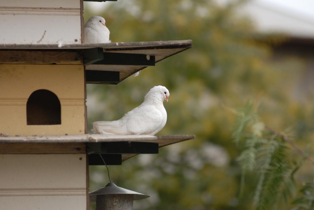 The Dove Cote Bed & Breakfast Tanunda Dış mekan fotoğraf